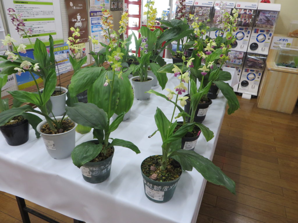 「エビネ販売会」（テイクアウ情報コーナー）開催中