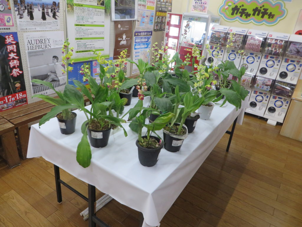 本日最終日（令和3年4月18日）「エビネ販売会」