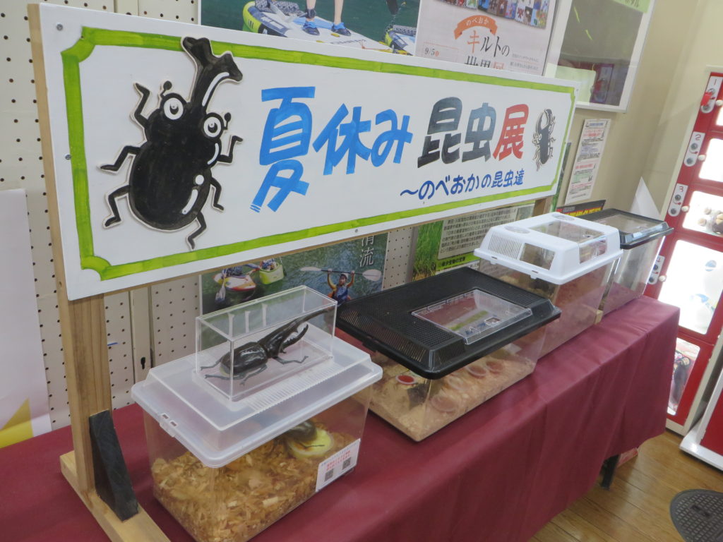 夏休み昆虫展（無　料）開催中！！
