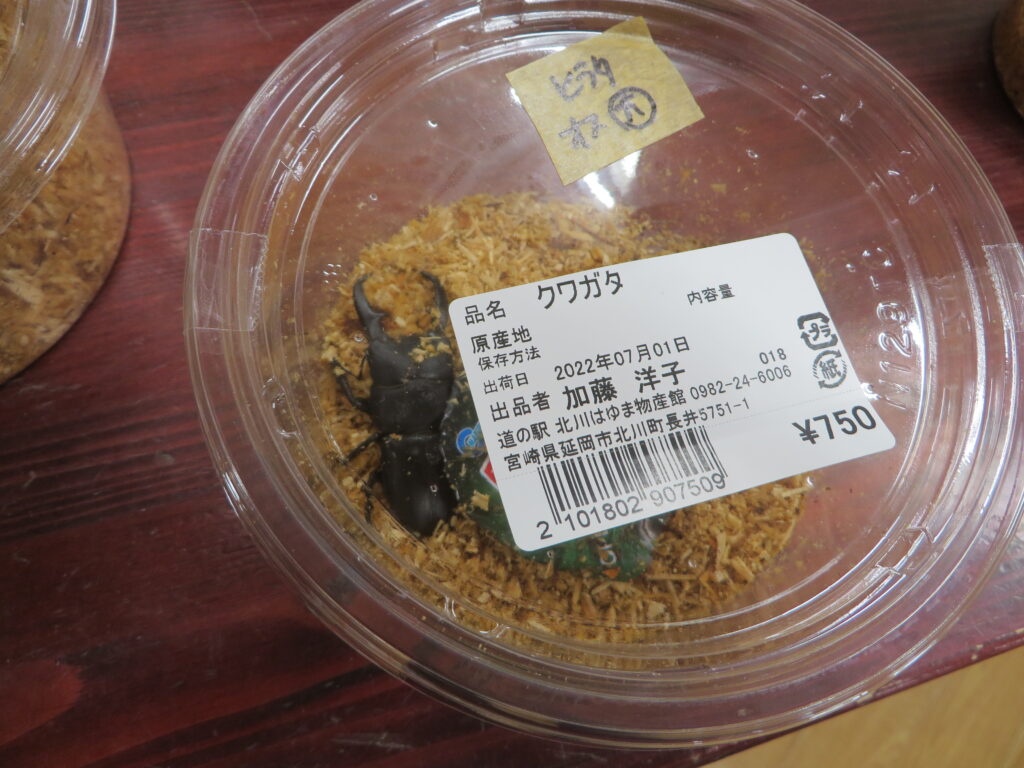 「カブトムシ＆クワガタムシ」販売中です！