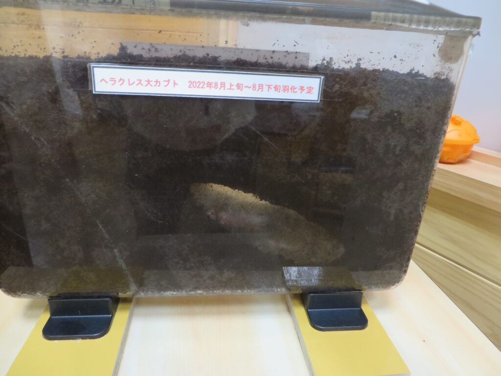 「ヘラクレスオオカブトのさなぎ」展示中！！