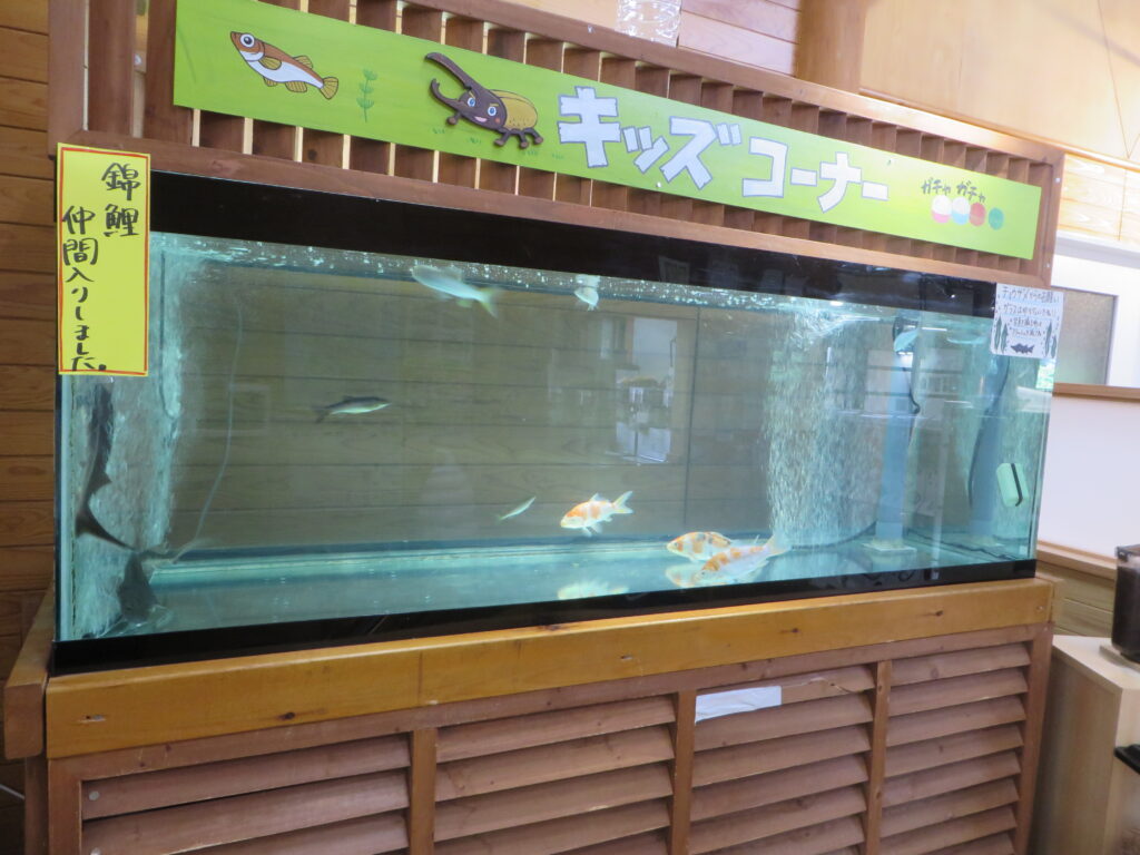 「北川はゆま　大水槽！」に新しい仲間が登場しました！！
