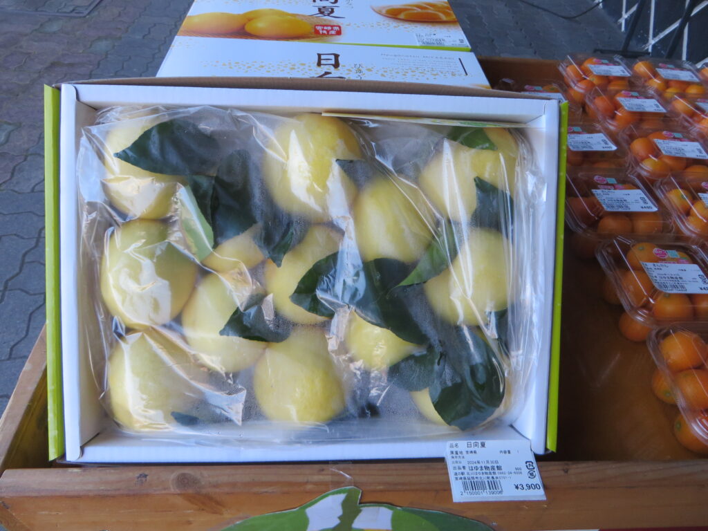 お待たせしました「宮崎県産　日向夏」初入荷！！