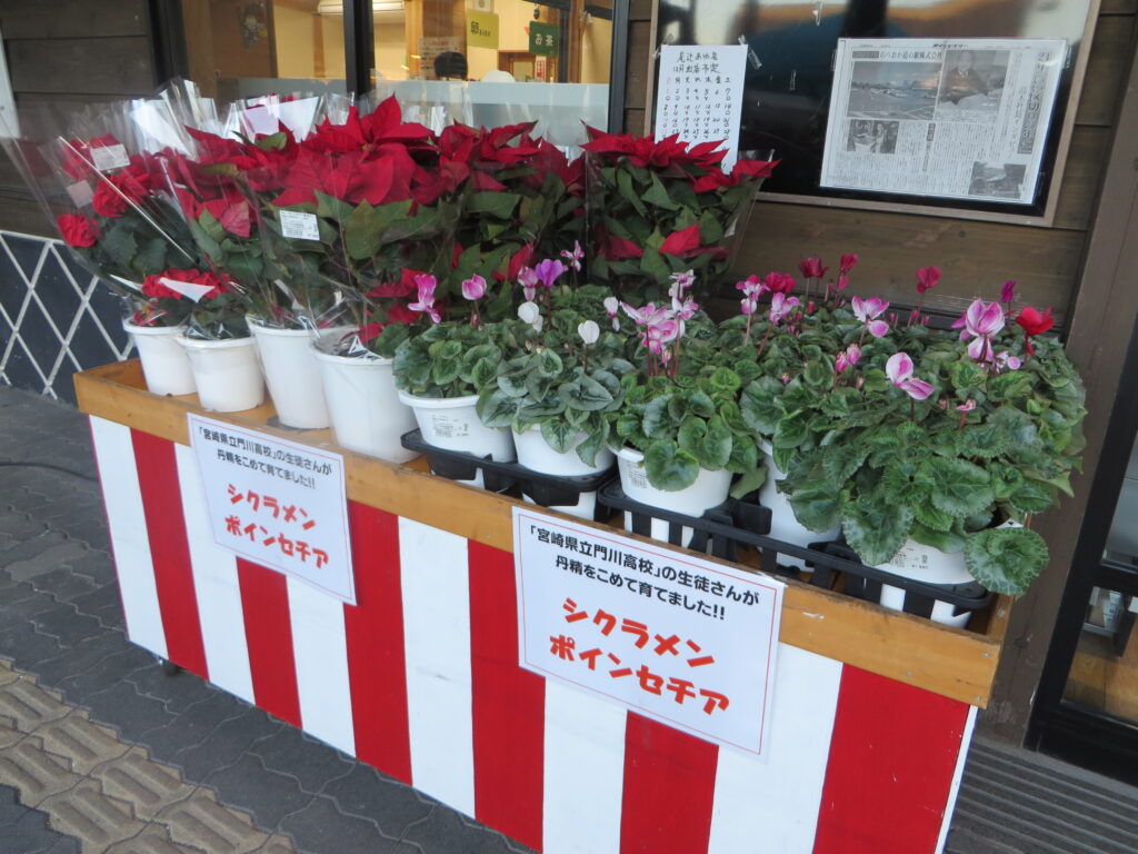 宮崎県立門川高校の生徒の皆さんが丹精をこめて育てた「シクラメン」、「ポンセチア」が入荷しました！！