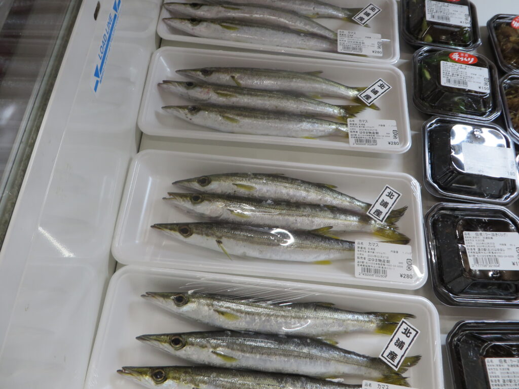本日（令和７年２月２７日（木））入荷の延岡市産海産物　本日は「カマス」が入荷！！