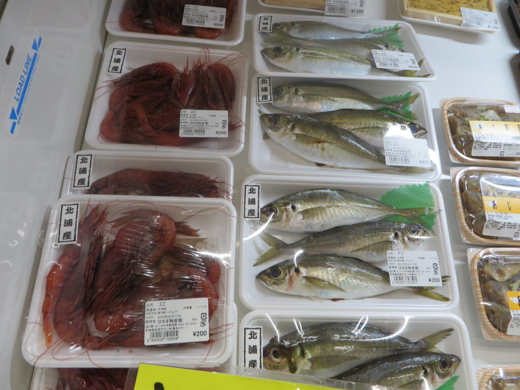 本日（令和７年３月13日（木））入荷の延岡市産海産物
