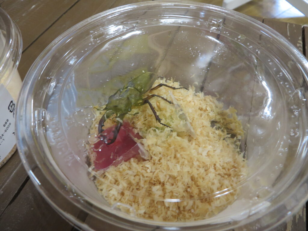クワガタムシ入荷始まりました。（令和７年６月２１日（土））