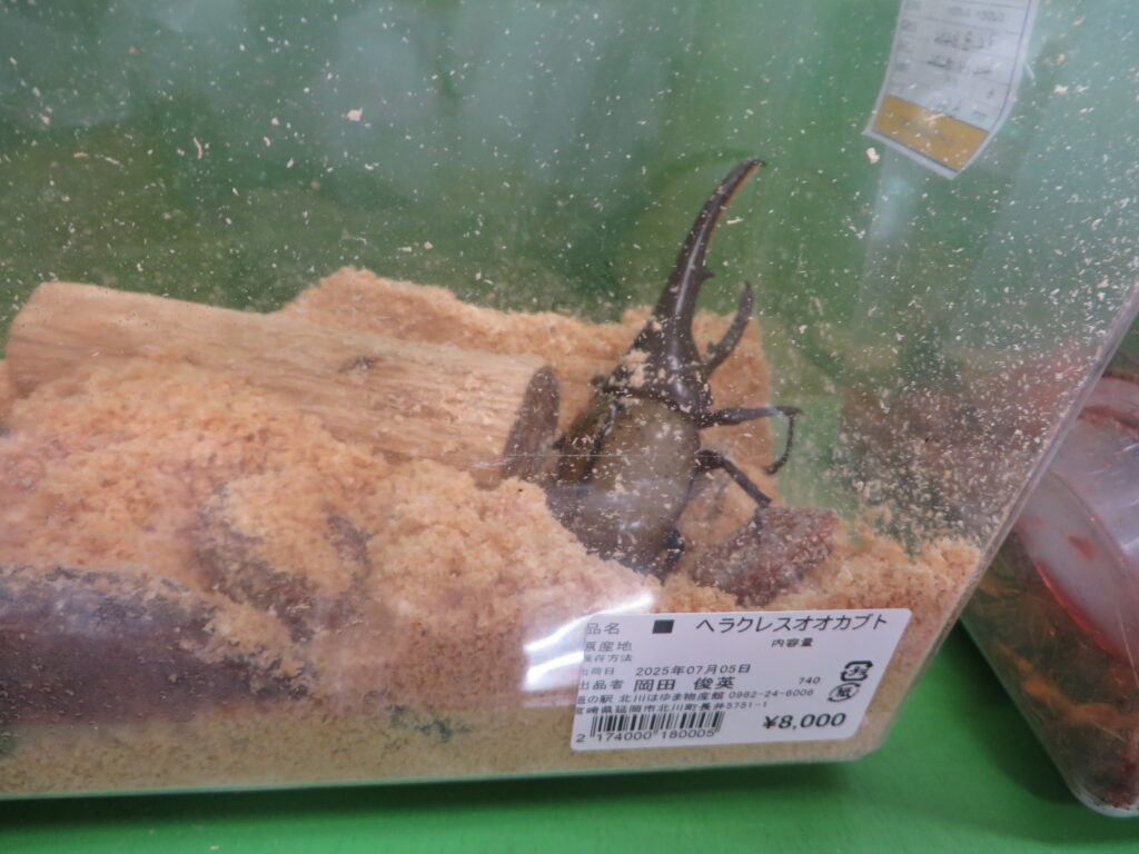道の駅北川はゆま物産売店から昆虫販売のご紹介